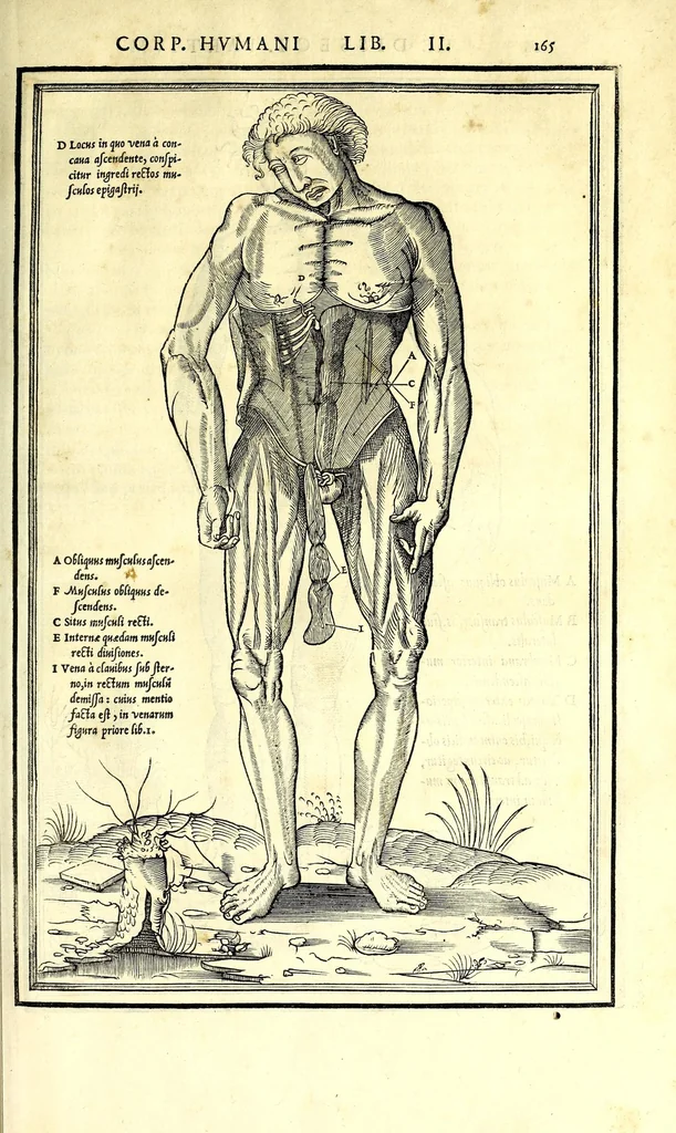 An illustration from De dissectione partium corporis humani libri tres, 1545, leaf 197