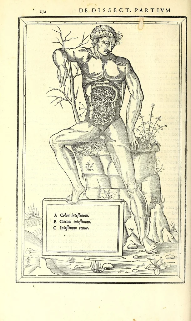 An illustration from De dissectione partium corporis humani libri tres, 1545, leaf 204
