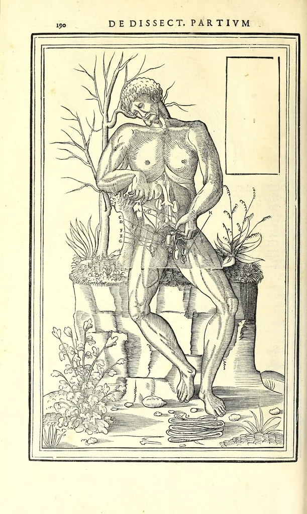 An illustration from De dissectione partium corporis humani libri tres, 1545, leaf 222