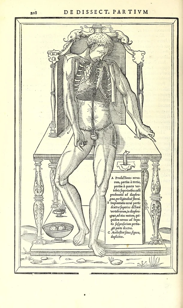 An illustration from De dissectione partium corporis humani libri tres, 1545, leaf 240