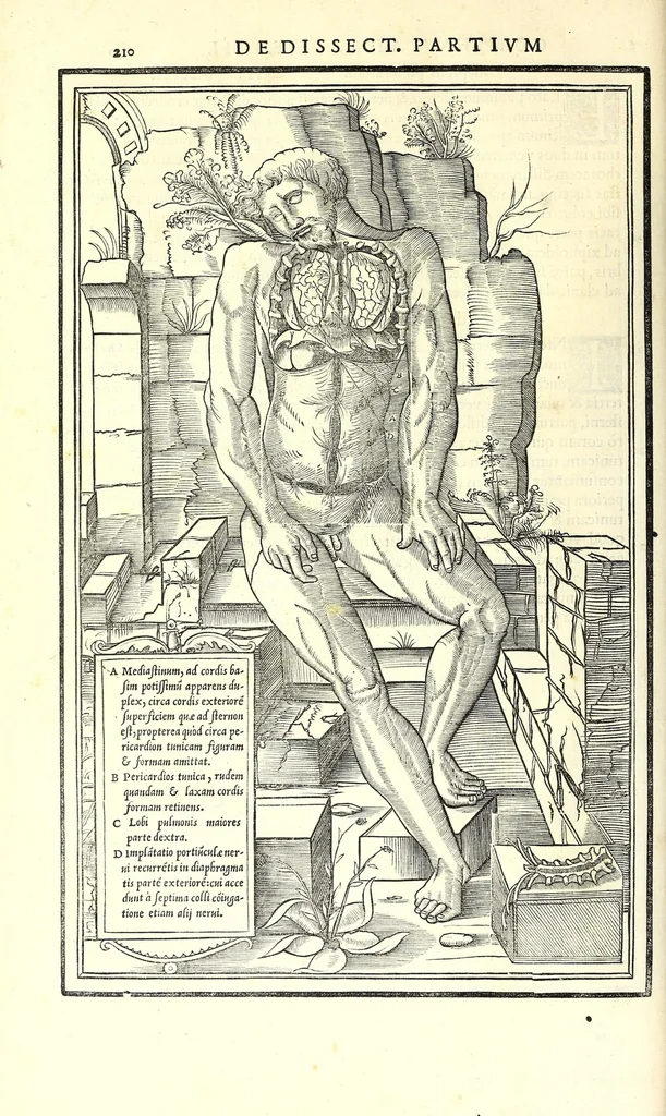 An illustration from De dissectione partium corporis humani libri tres, 1545, leaf 242