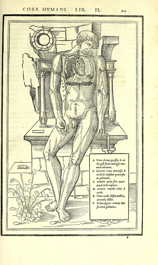 An illustration from De dissectione partium corporis humani libri tres, 1545, leaf 245