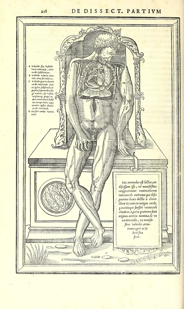 An illustration from De dissectione partium corporis humani libri tres, 1545, leaf 250