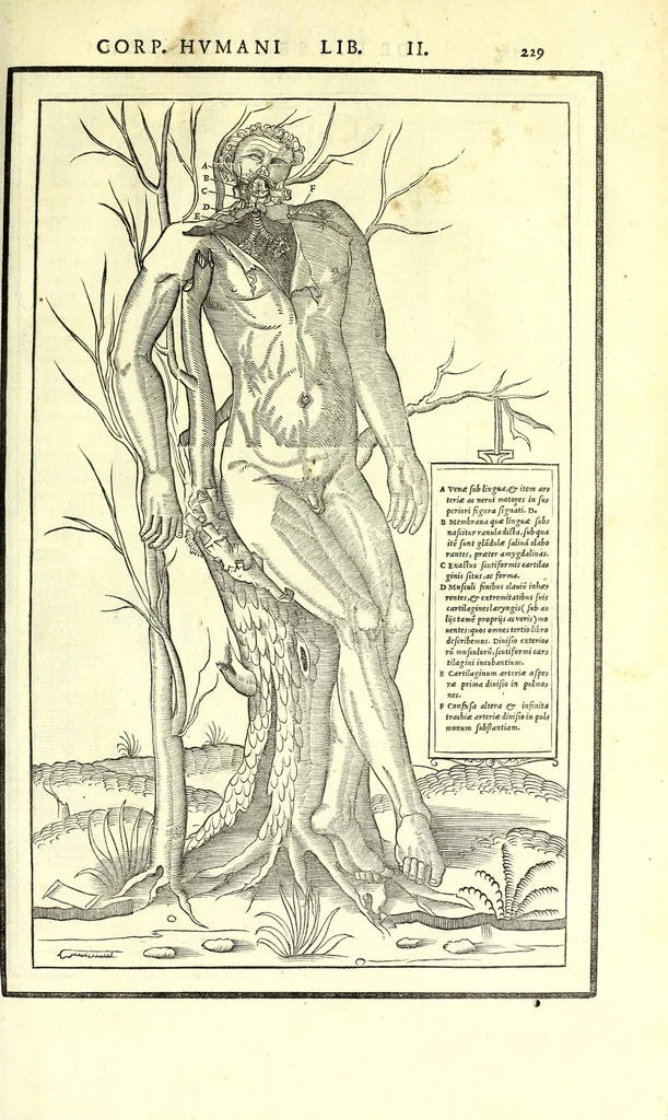 An illustration from De dissectione partium corporis humani libri tres, 1545, leaf 261