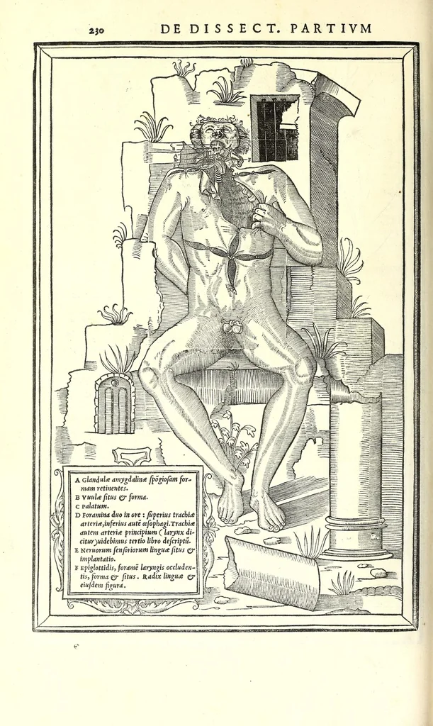 An illustration from De dissectione partium corporis humani libri tres, 1545, leaf 262
