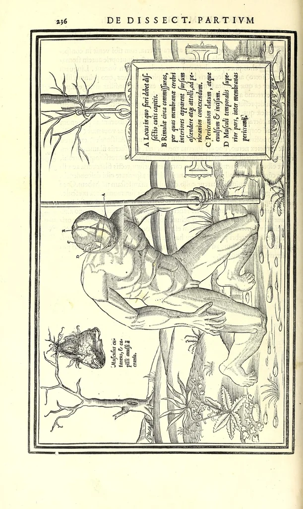 An illustration from De dissectione partium corporis humani libri tres, 1545, leaf 268