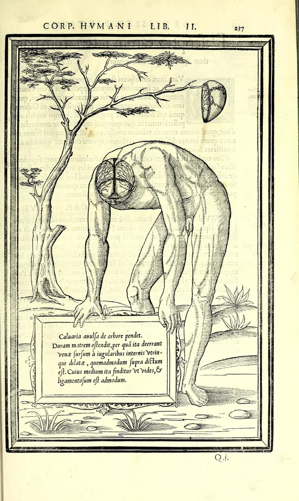 An illustration from De dissectione partium corporis humani libri tres, 1545, leaf 269