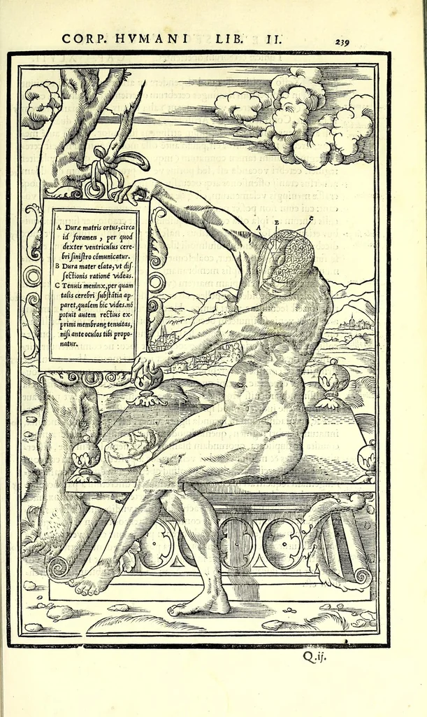 An illustration from De dissectione partium corporis humani libri tres, 1545, leaf 271