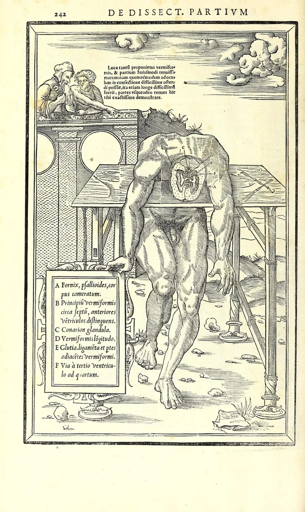 An illustration from De dissectione partium corporis humani libri tres, 1545, leaf 274