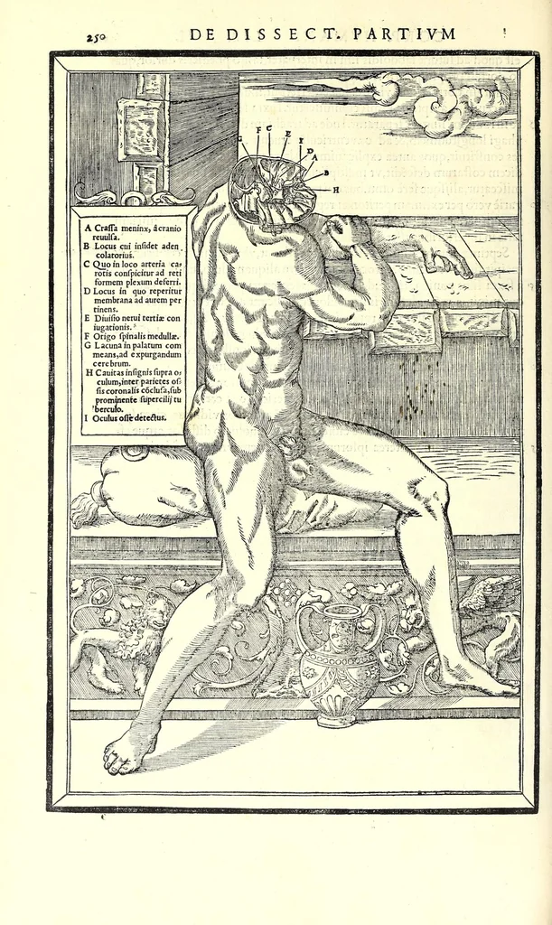 An illustration from De dissectione partium corporis humani libri tres, 1545, leaf 282
