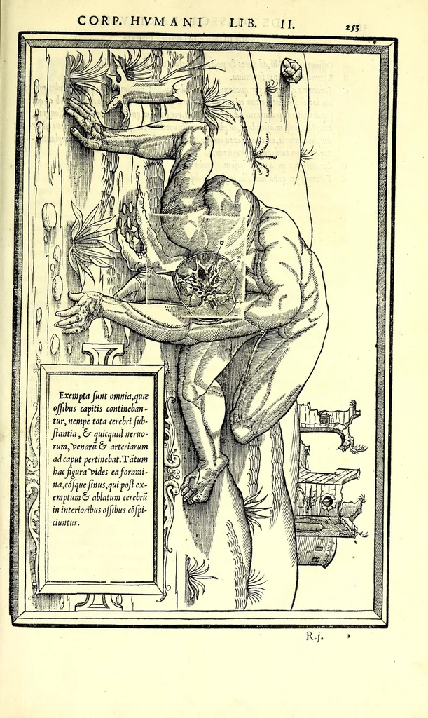 An illustration from De dissectione partium corporis humani libri tres, 1545, leaf 285