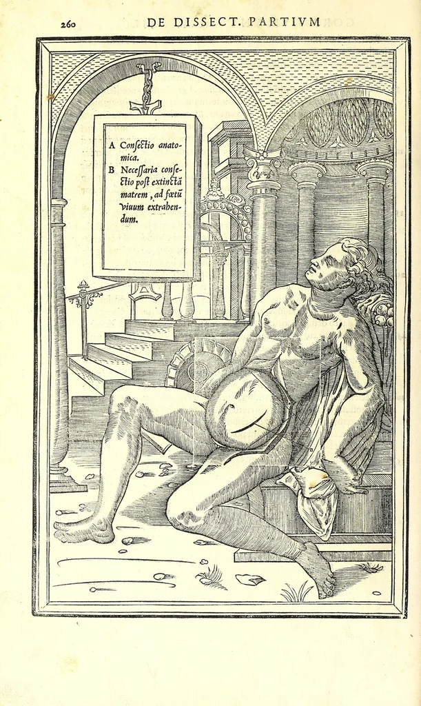 An illustration from De dissectione partium corporis humani libri tres, 1545, leaf 292