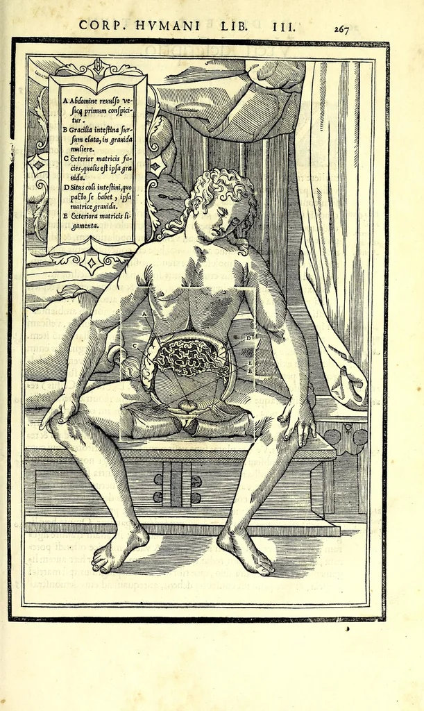 An illustration from De dissectione partium corporis humani libri tres, 1545, leaf 299