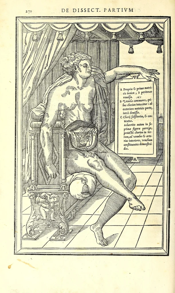 An illustration from De dissectione partium corporis humani libri tres, 1545, leaf 302