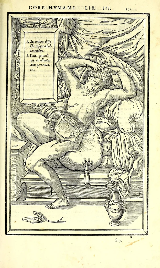 An illustration from De dissectione partium corporis humani libri tres, 1545, leaf 303