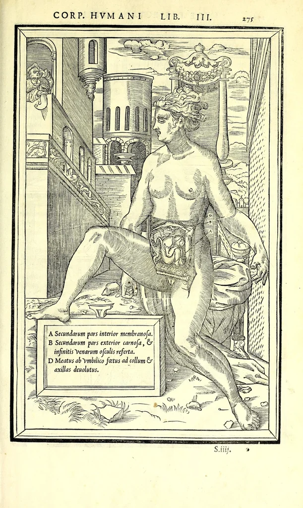 An illustration from De dissectione partium corporis humani libri tres, 1545, leaf 307