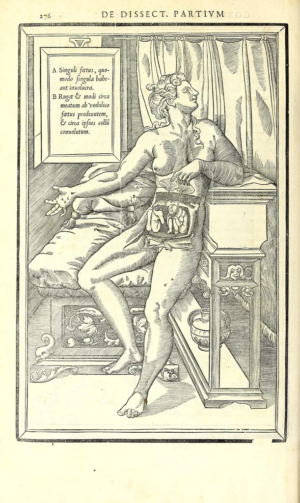 An illustration from De dissectione partium corporis humani libri tres, 1545, leaf 308