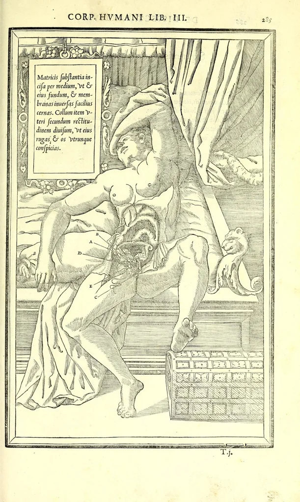 An illustration from De dissectione partium corporis humani libri tres, 1545, leaf 317