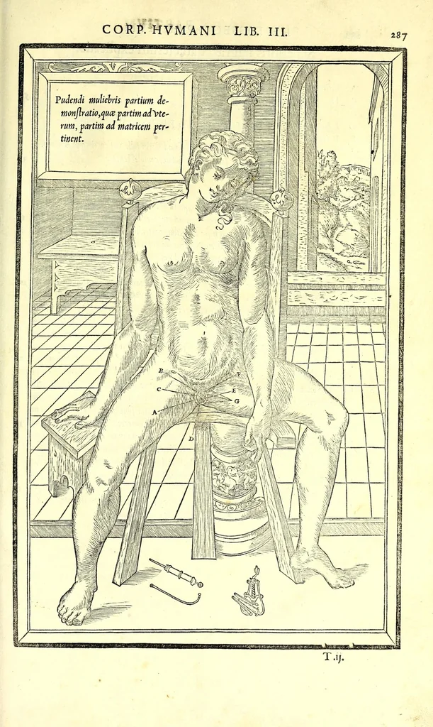 An illustration from De dissectione partium corporis humani libri tres, 1545, leaf 319