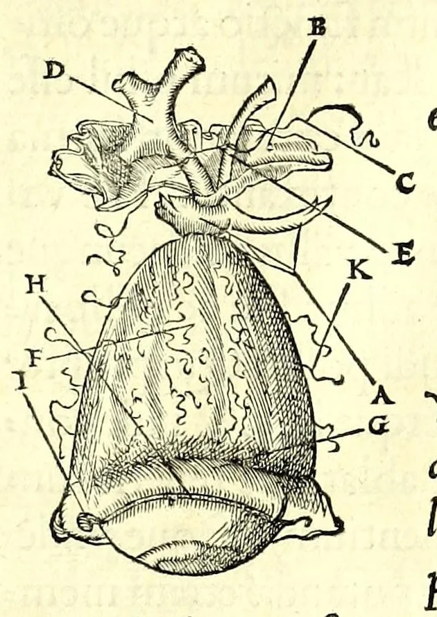 An illustration from De dissectione partium corporis humani libri tres, 1545, leaf 325