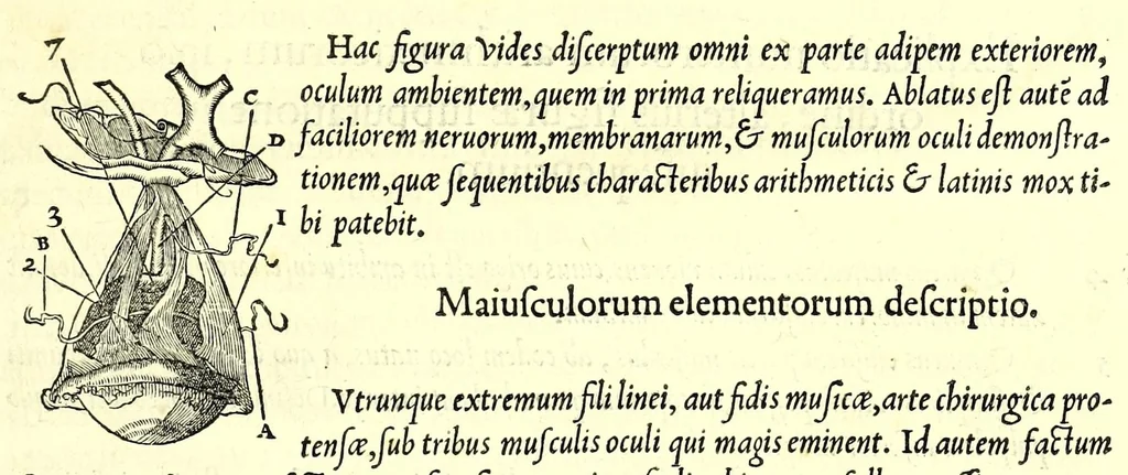 An illustration from De dissectione partium corporis humani libri tres, 1545, leaf 327