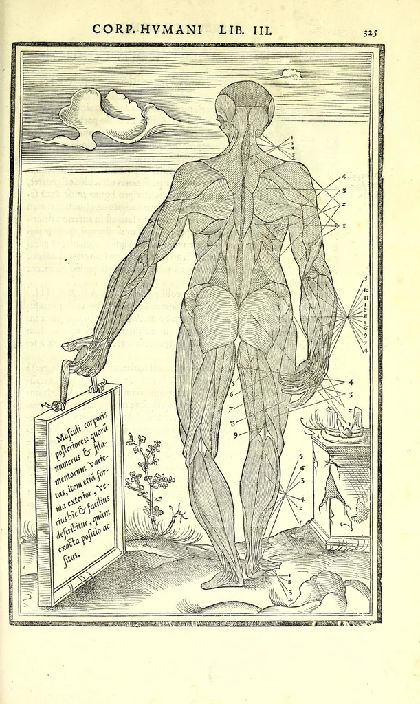 An illustration from De dissectione partium corporis humani libri tres, 1545, leaf 357