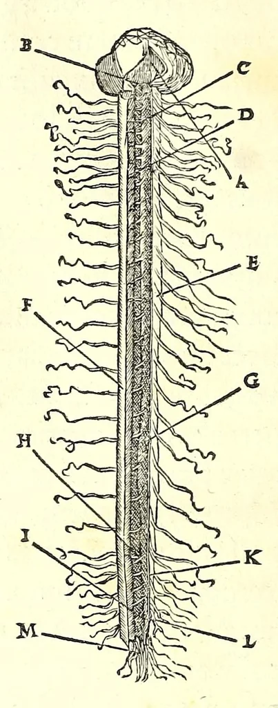 An illustration from De dissectione partium corporis humani libri tres, 1545, leaf 370