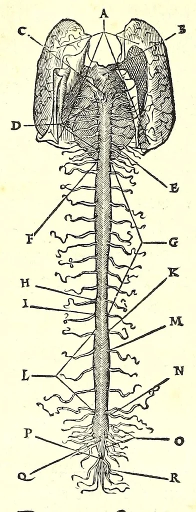 An illustration from De dissectione partium corporis humani libri tres, 1545, leaf 370