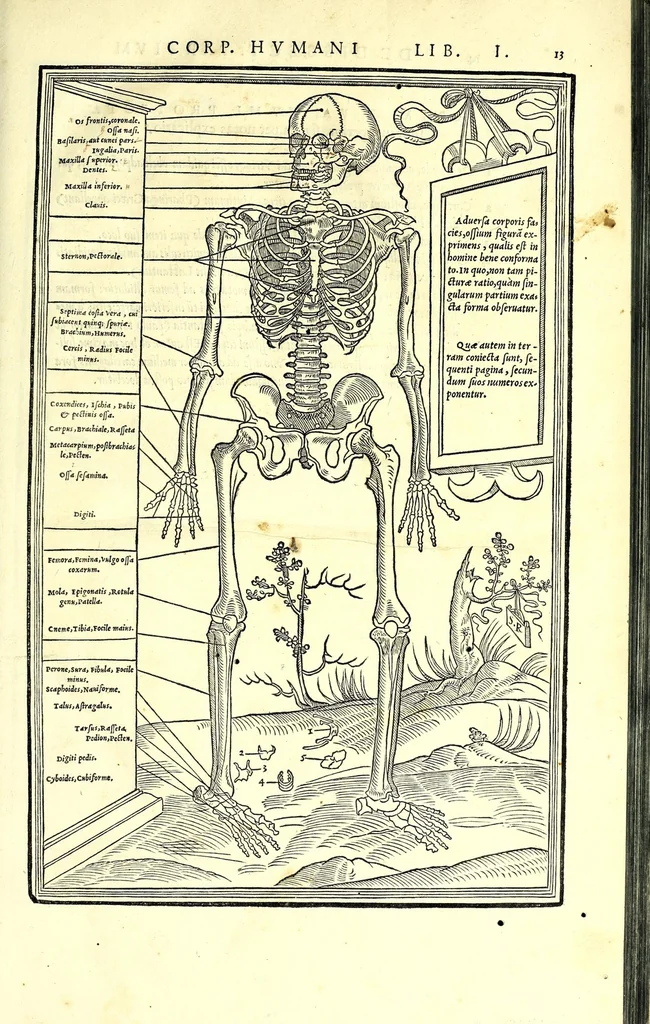 An illustration from De dissectione partium corporis humani libri tres, 1545, leaf 41