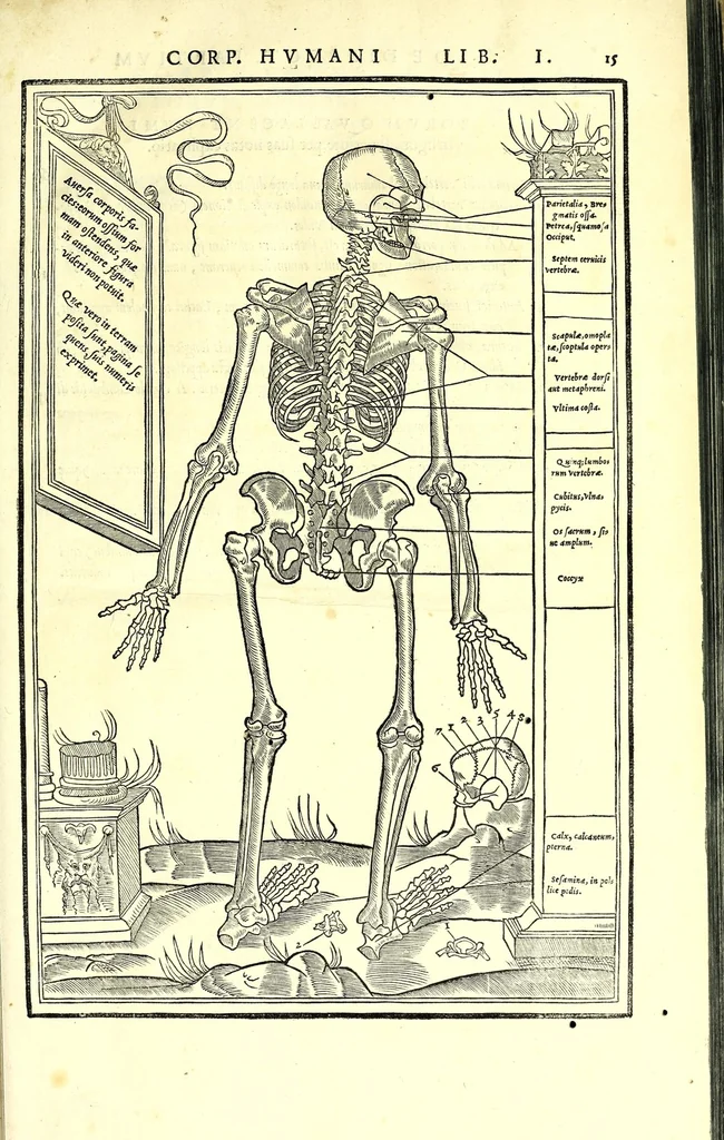 An illustration from De dissectione partium corporis humani libri tres, 1545, leaf 43