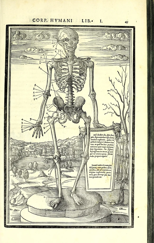 An illustration from De dissectione partium corporis humani libri tres, 1545, leaf 71