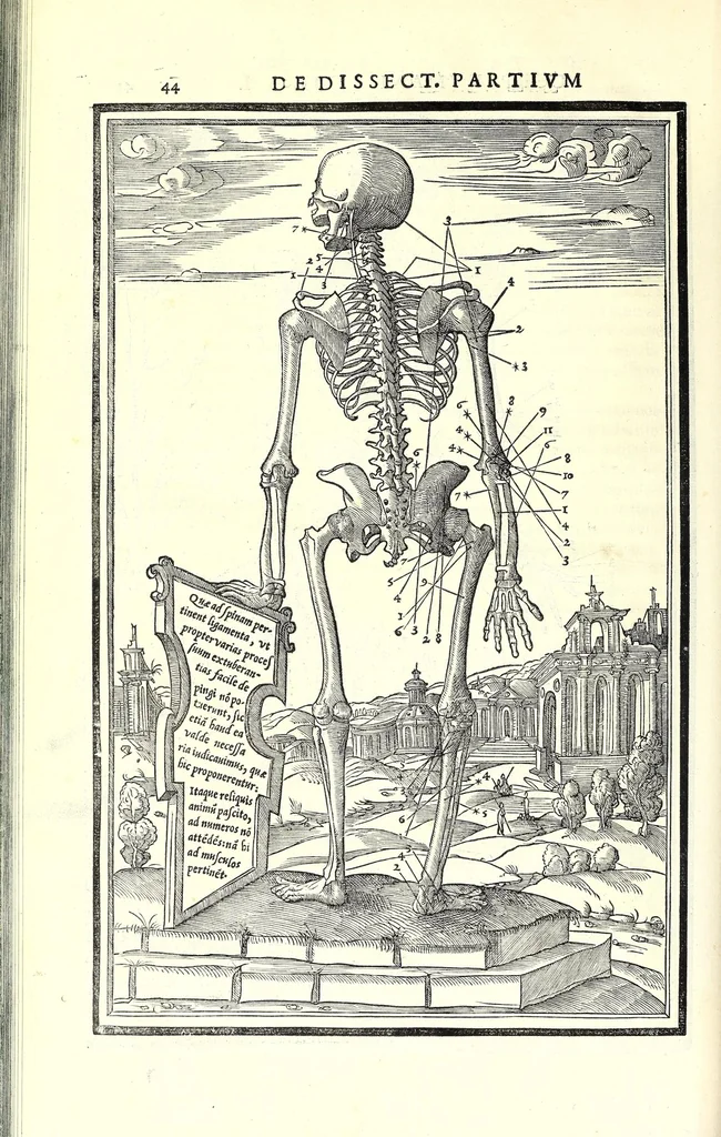 An illustration from De dissectione partium corporis humani libri tres, 1545, leaf 72