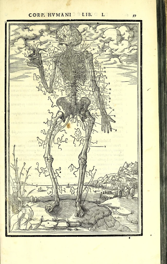 An illustration from De dissectione partium corporis humani libri tres, 1545, leaf 87