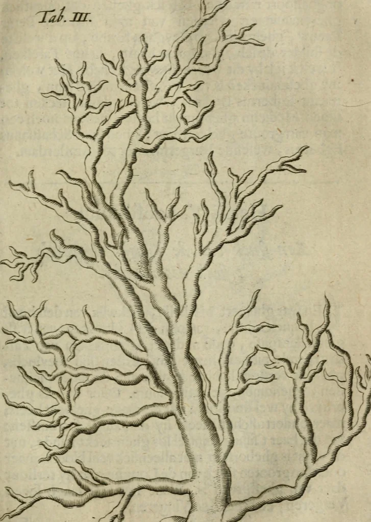 An illustration from De drie boecken der medicijnsche aenmerkingen : in 't Latijn beschreven, 1650, leaf 142