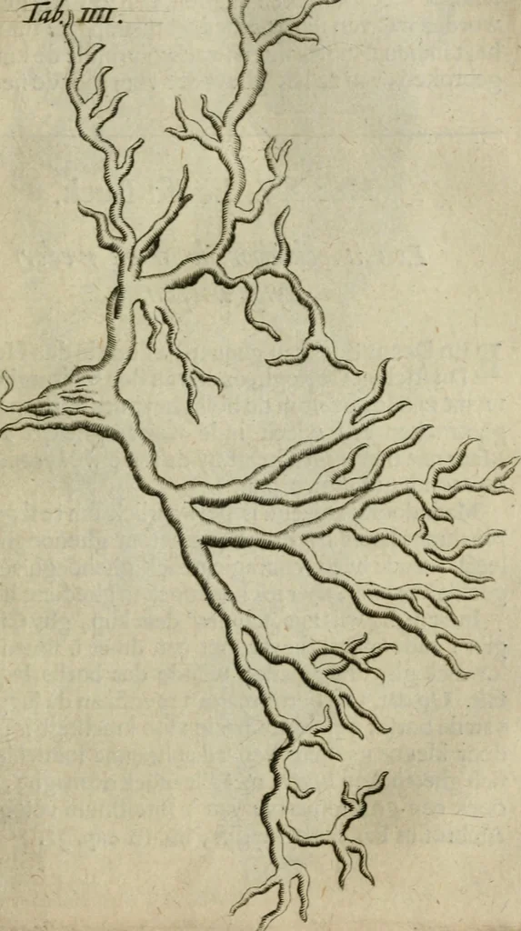 An illustration from De drie boecken der medicijnsche aenmerkingen : in 't Latijn beschreven, 1650, leaf 144