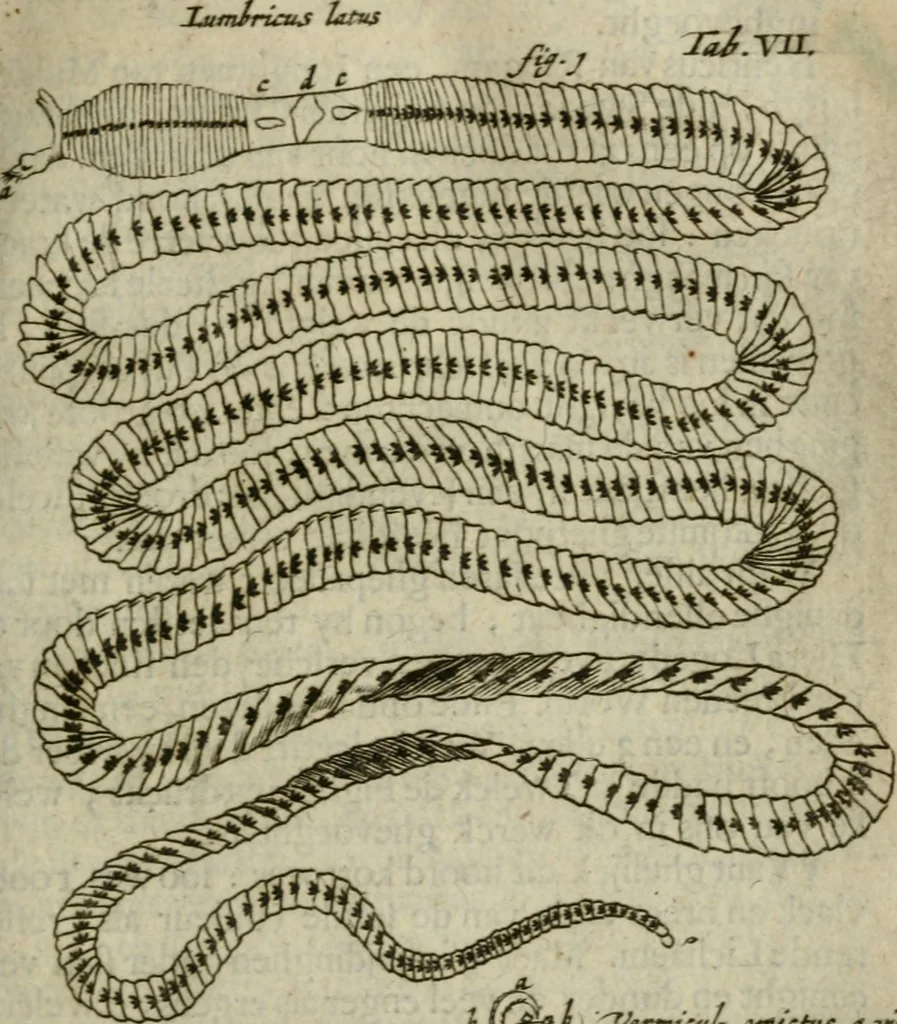 An illustration from De drie boecken der medicijnsche aenmerkingen : in 't Latijn beschreven, 1650, leaf 188