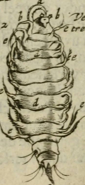 An illustration from De drie boecken der medicijnsche aenmerkingen : in 't Latijn beschreven, 1650, leaf 188