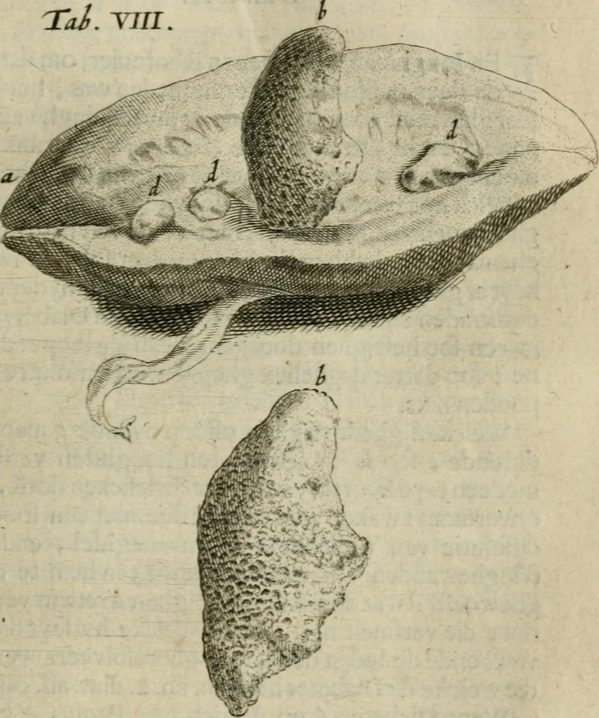 An illustration from De drie boecken der medicijnsche aenmerkingen : in 't Latijn beschreven, 1650, leaf 196