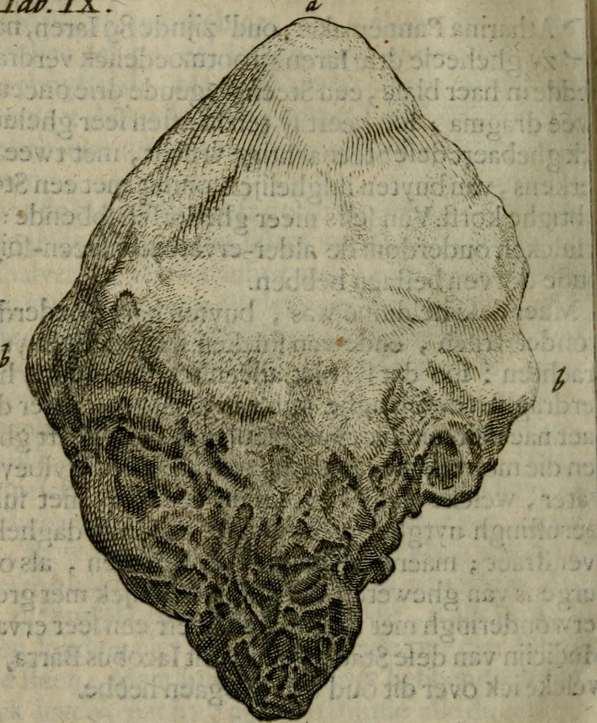 An illustration from De drie boecken der medicijnsche aenmerkingen : in 't Latijn beschreven, 1650, leaf 217
