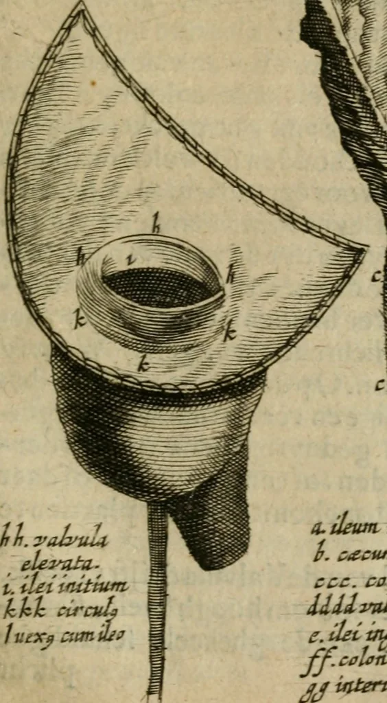 An illustration from De drie boecken der medicijnsche aenmerkingen : in 't Latijn beschreven, 1650, leaf 238
