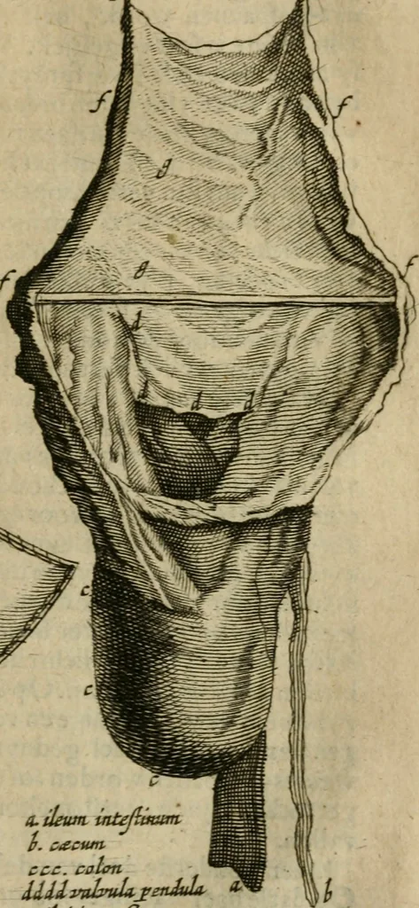 An illustration from De drie boecken der medicijnsche aenmerkingen : in 't Latijn beschreven, 1650, leaf 238