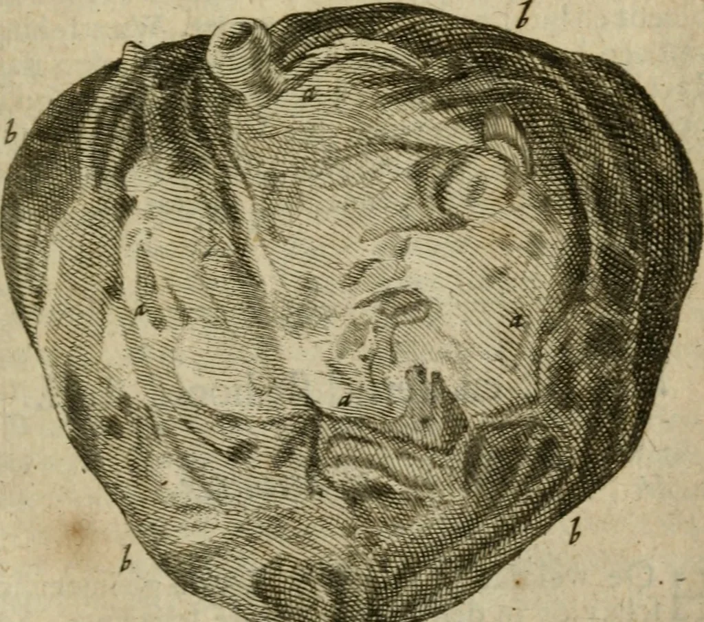 An illustration from De drie boecken der medicijnsche aenmerkingen : in 't Latijn beschreven, 1650, leaf 266