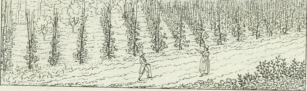 An illustration from Degli edificj antichi e moderni di Roma; vedute in contorno, 1817, leaf 64