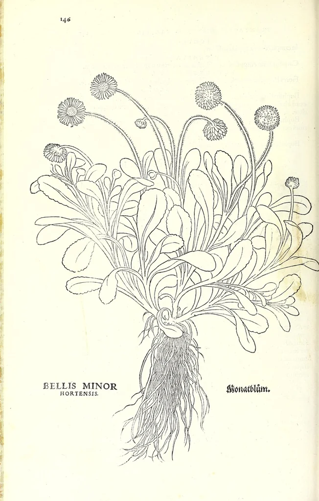 An illustration from De historia stirpivm commentarii insignes, maximis impensis et vigiliis elaborati, adiectis earvndem vivis plvsqvam quingentis imaginibus, nunquam antea ad naturae imitationem artificiosius effictis & expressis, 1542, leaf 178