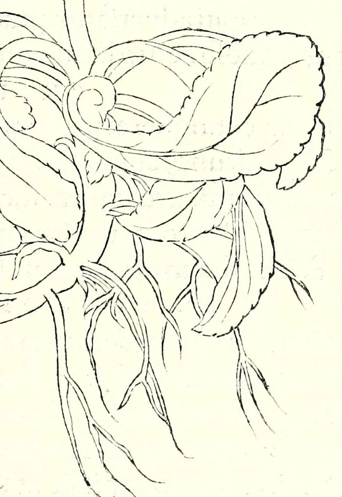 An illustration from De historia stirpivm commentarii insignes, maximis impensis et vigiliis elaborati, adiectis earvndem vivis plvsqvam quingentis imaginibus, nunquam antea ad naturae imitationem artificiosius effictis & expressis, 1542, leaf 423