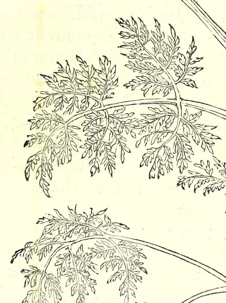 An illustration from De historia stirpivm commentarii insignes, maximis impensis et vigiliis elaborati, adiectis earvndem vivis plvsqvam quingentis imaginibus, nunquam antea ad naturae imitationem artificiosius effictis & expressis, 1542, leaf 557