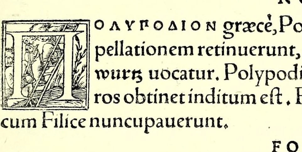 An illustration from De historia stirpivm commentarii insignes, maximis impensis et vigiliis elaborati, adiectis earvndem vivis plvsqvam quingentis imaginibus, nunquam antea ad naturae imitationem artificiosius effictis & expressis, 1542, leaf 619