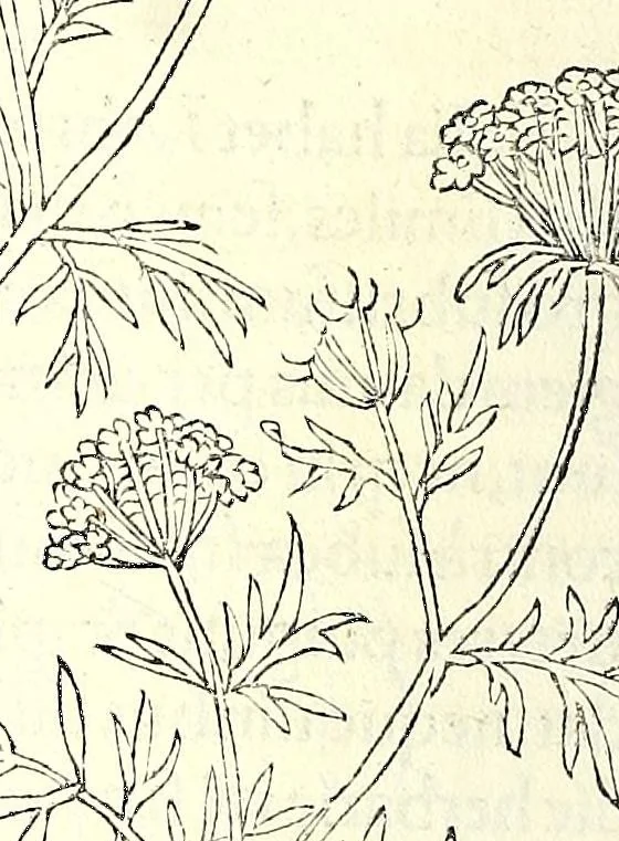 An illustration from De historia stirpivm commentarii insignes, maximis impensis et vigiliis elaborati, adiectis earvndem vivis plvsqvam quingentis imaginibus, nunquam antea ad naturae imitationem artificiosius effictis & expressis, 1542, leaf 818