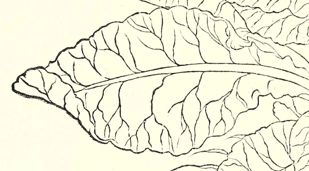 An illustration from De historia stirpivm commentarii insignes, maximis impensis et vigiliis elaborati, adiectis earvndem vivis plvsqvam quingentis imaginibus, nunquam antea ad naturae imitationem artificiosius effictis & expressis, 1542, leaf 882