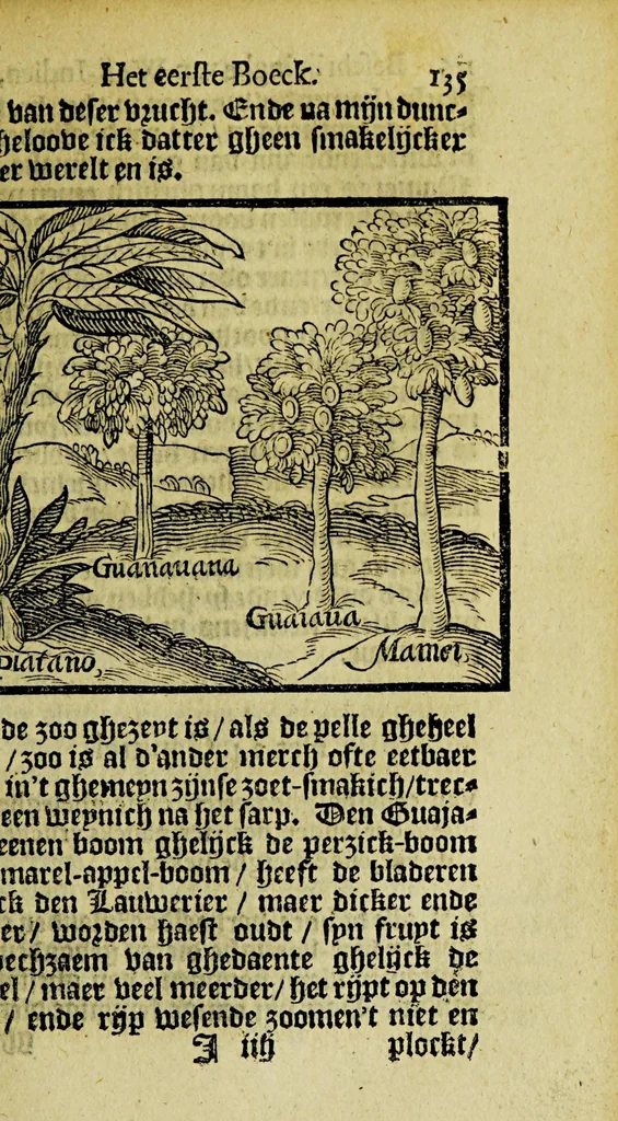 An illustration from De historie, van de Nieuwe Weerelt, te weten, de beschrijvinghe van West-Indien. : Waer in verhaelt wert, van de eylanden ende zeen nieulick gevonden ..., 1610, leaf 163